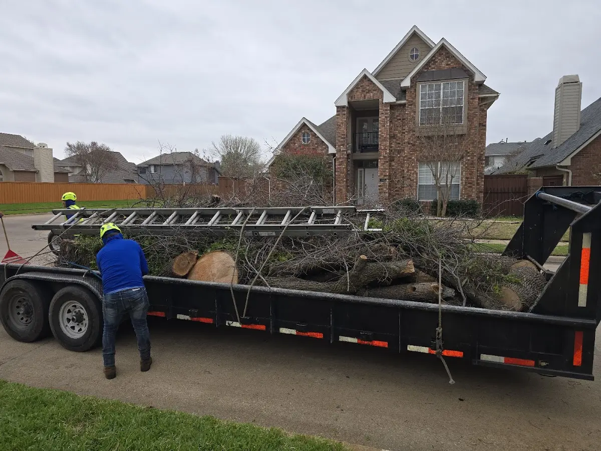 Expert Tree Removal with proper safety equipment in Shepherd